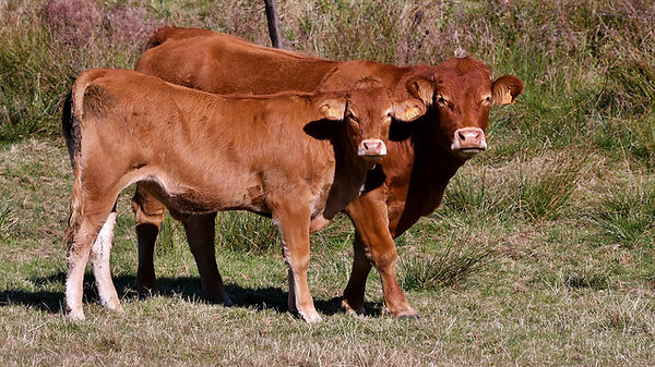 Les broutards limousin