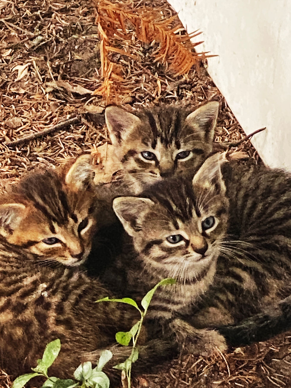 My parent’s cat’s new kittens ~ small but serve a big purpose in the joy of our family! These little kits, are small but mighty!