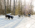 Beargrease 40