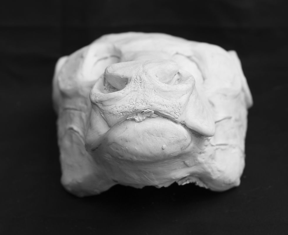 Thumbnail: Realistic Bovine Fursuit Mask Resin Blank with Moving Jaw