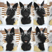 Calibre fox turnaround small.jpg