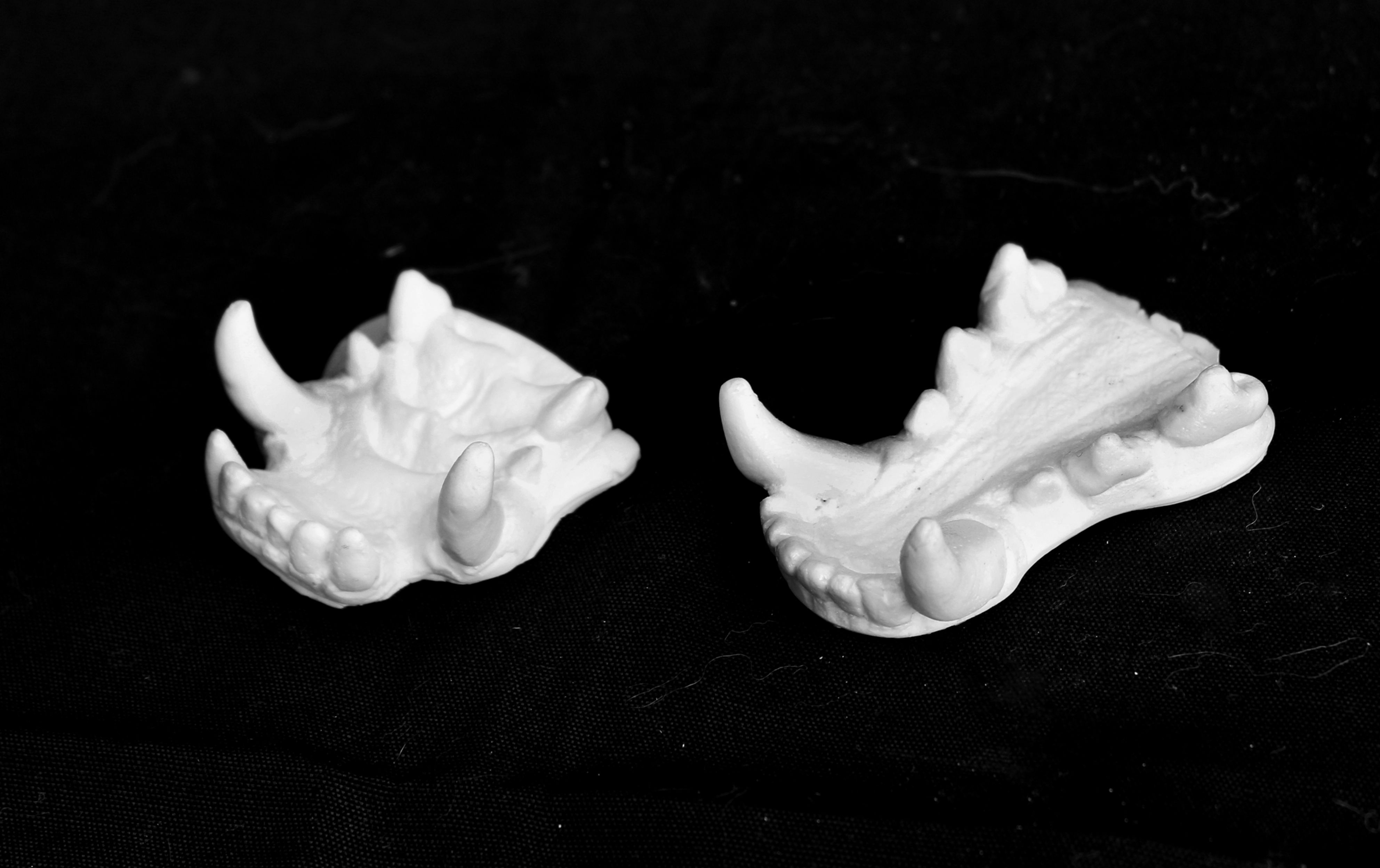 Resin Canine Jawset for Fursuit Heads