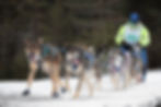 Northern Pines Sled Dog Race