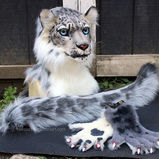 Snow leopard partial small.jpg