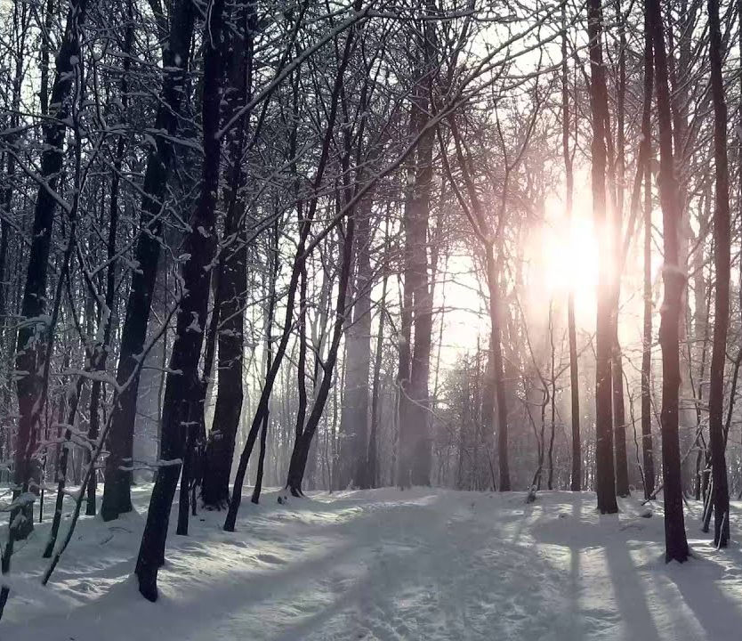 frozenforest.jpeg