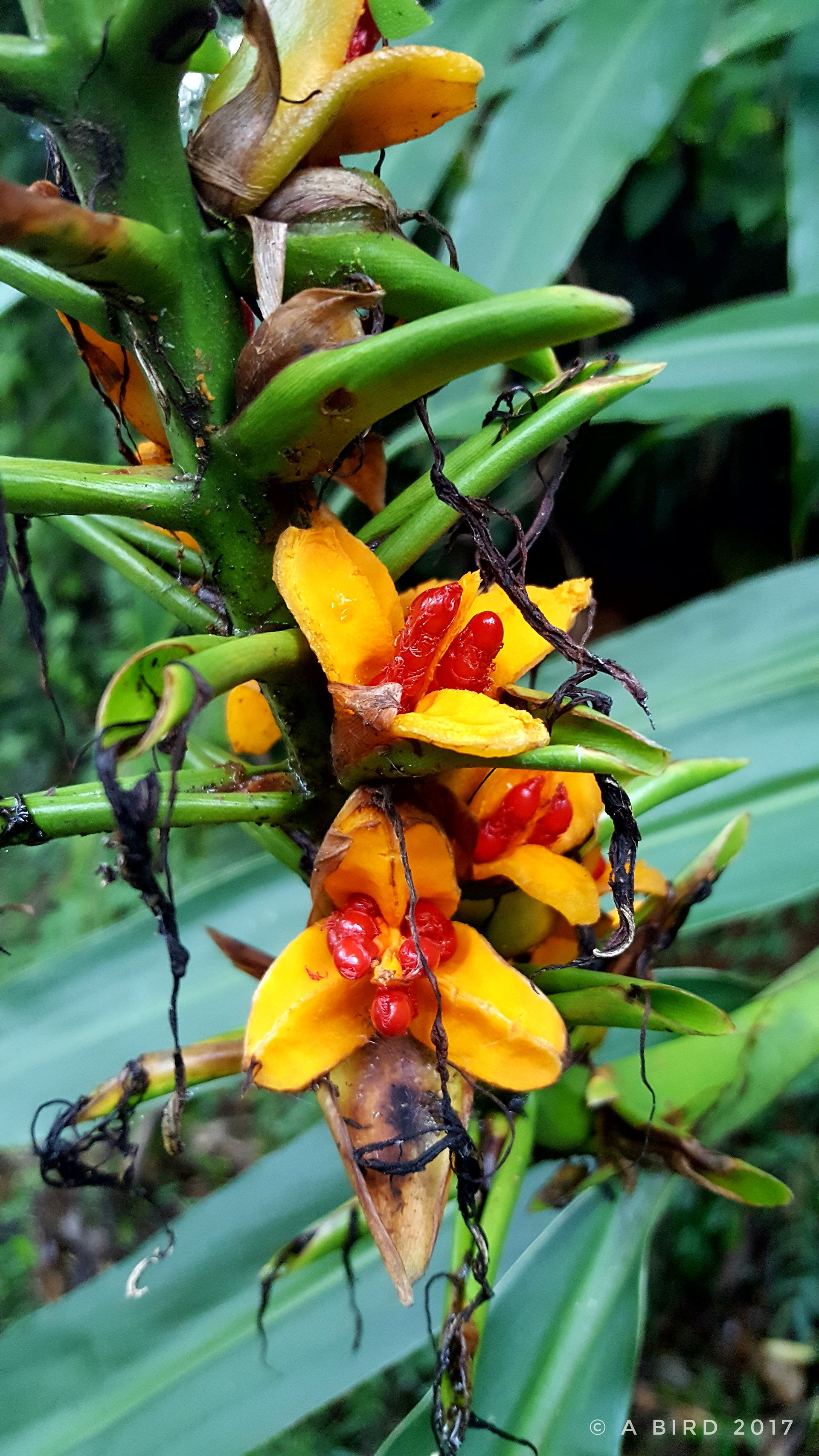 Orange flower
