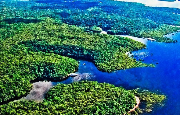 Foto da Floresta Amazônica.