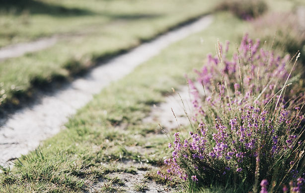 annie-spratt-R0J-vlat0ck-unsplash_edited.jpg