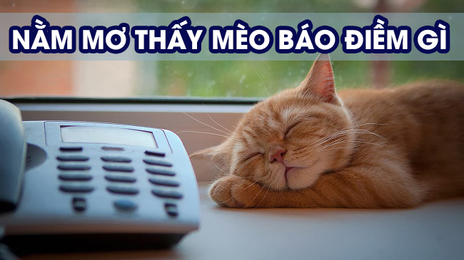 Mơ Thấy Mèo Con Đánh Con Gì? Giải mã giấc mơ trong lô đề content media