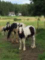 image00016.jpeg