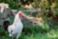 image00028.jpeg