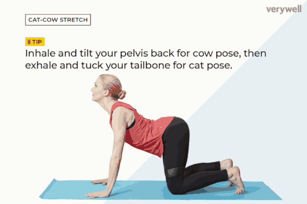 cat-cow_orig.gif