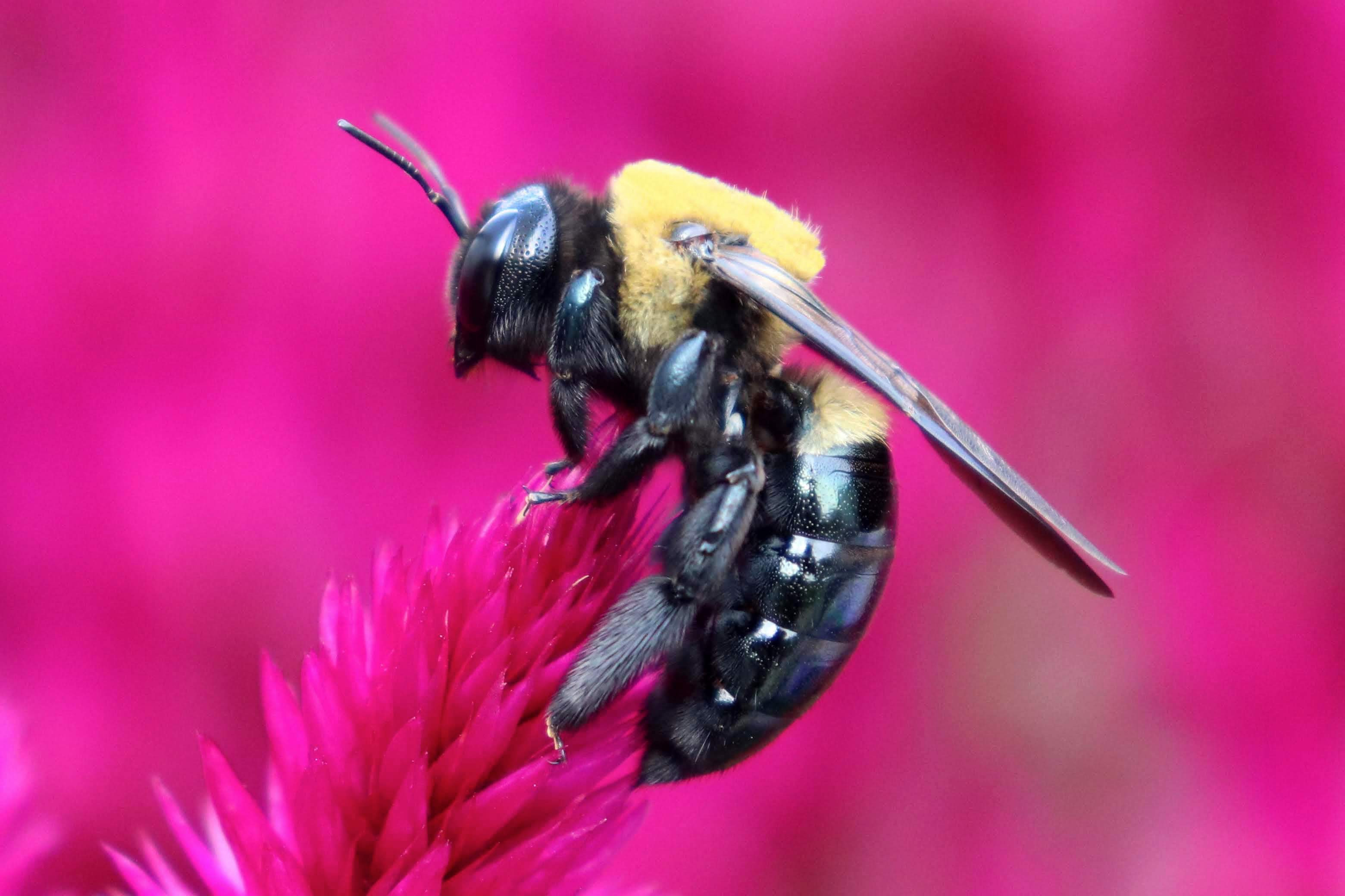 Bumblebee Print