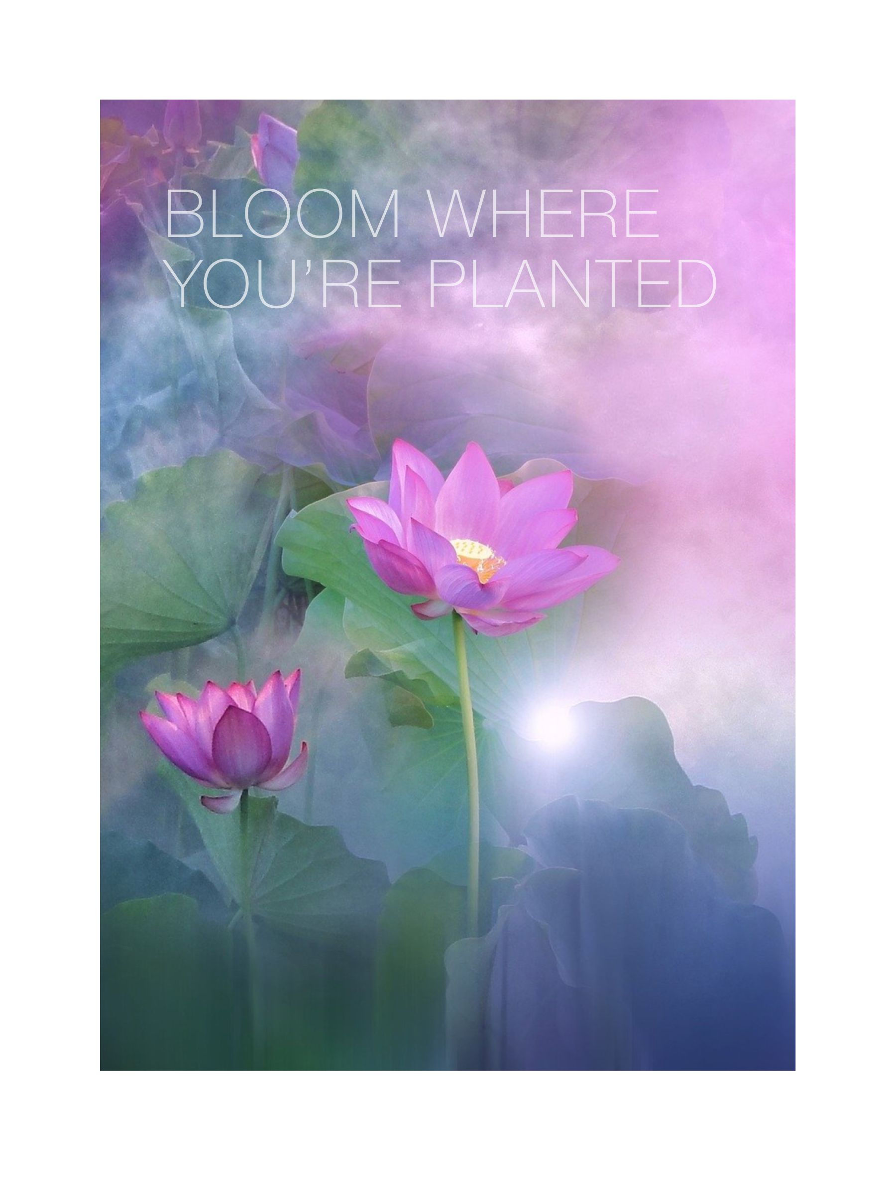 (Unframed) Bloom where you're planted. (fuscia lotus)