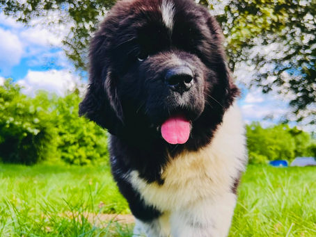So You Want a Newfoundland Puppy? Buckle Up, Buttercup