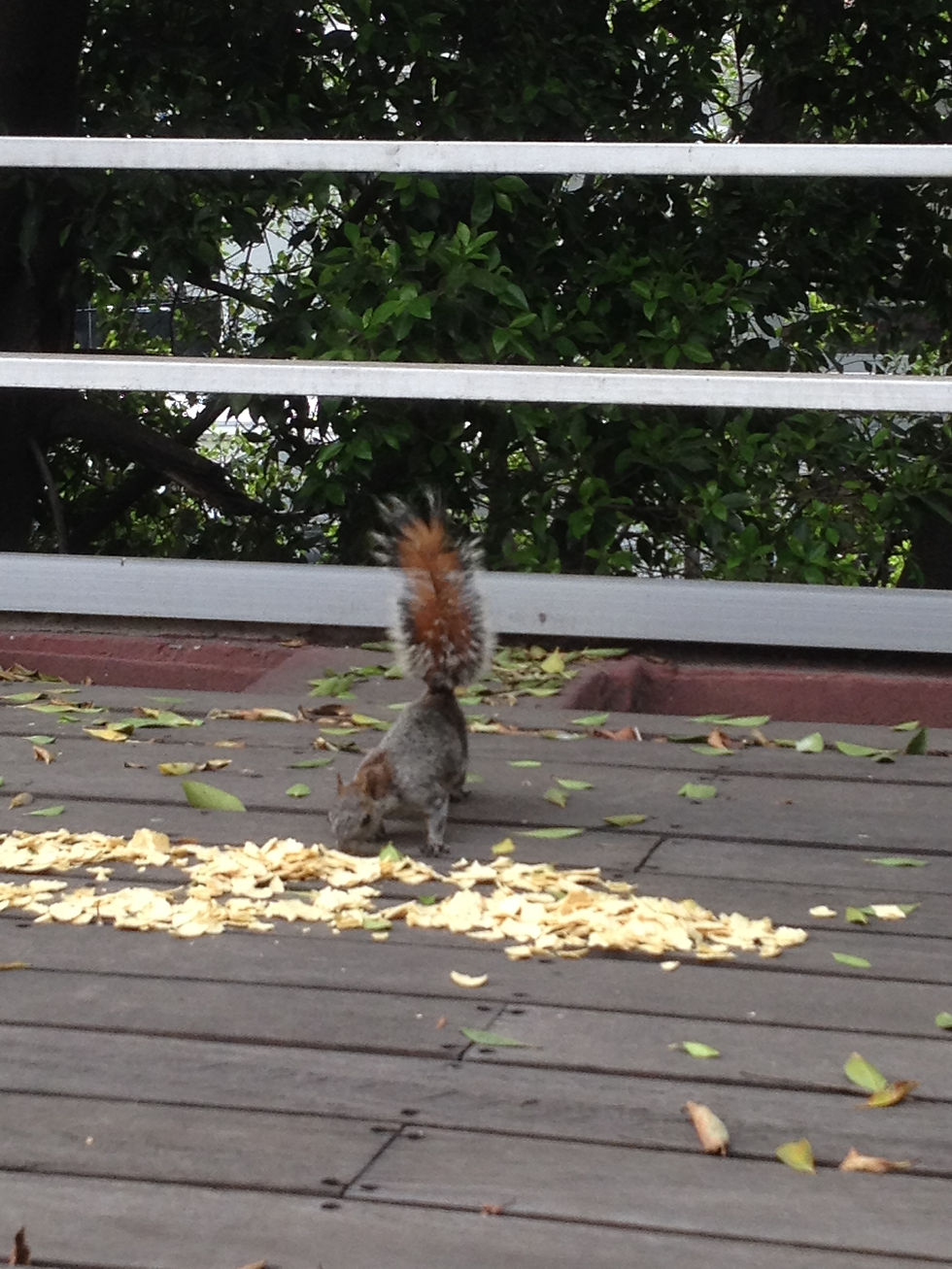 Also Mexican Squirrel eats tacos!