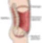 Pelvic Floor Muscles:Often overlooked, these support the organs and provide foundational stability to the pelvis.