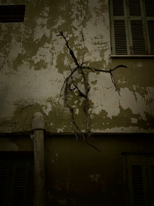 branches mortes sur un mur décrépi