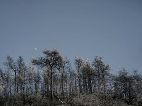 forêt brulée Serie Evia
©VirginieRol 