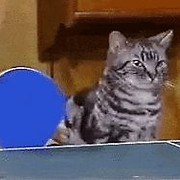 epppcat.jpeg