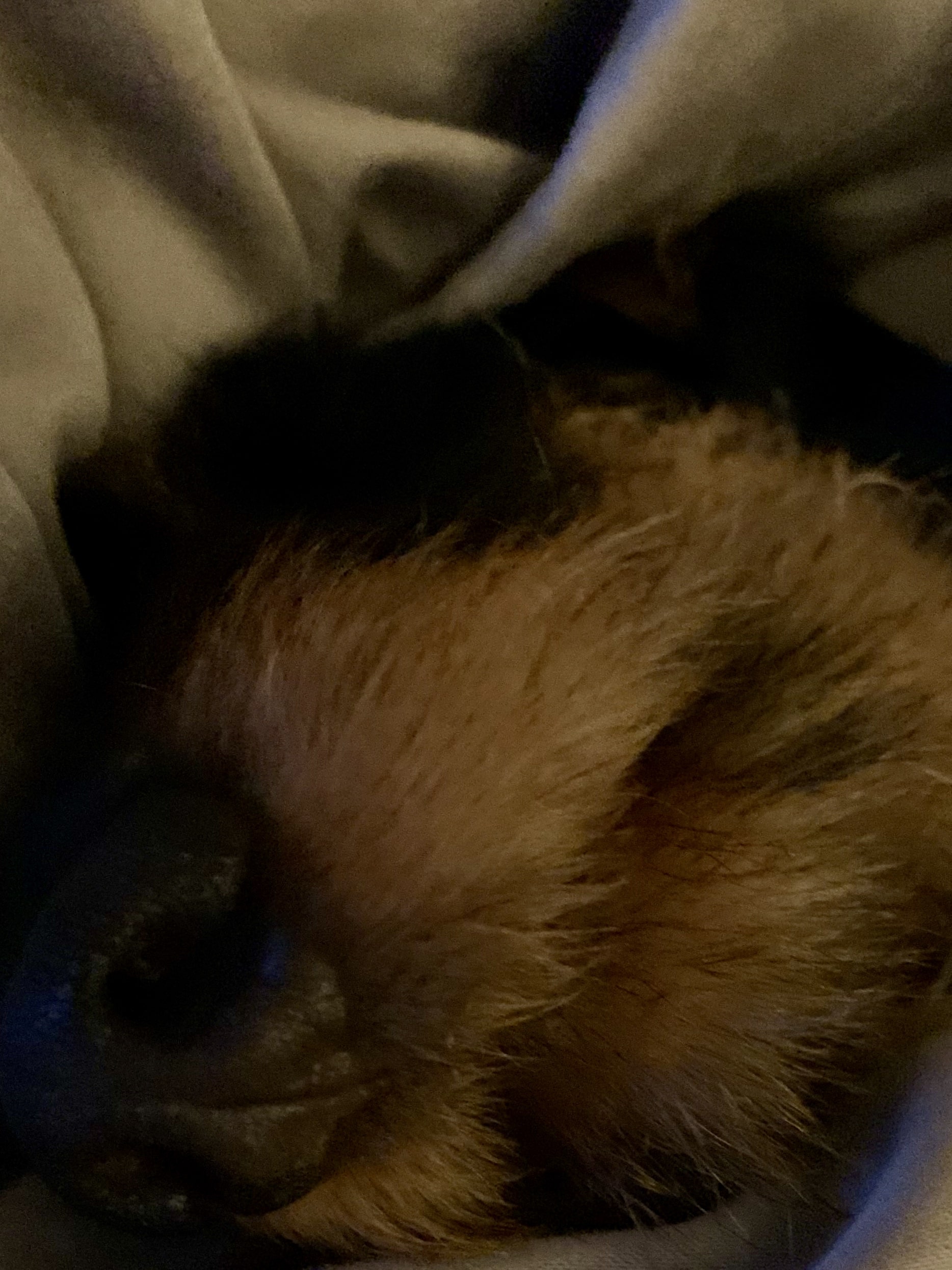 Udo