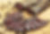 Biltong Slab & Slices 2.jpg
