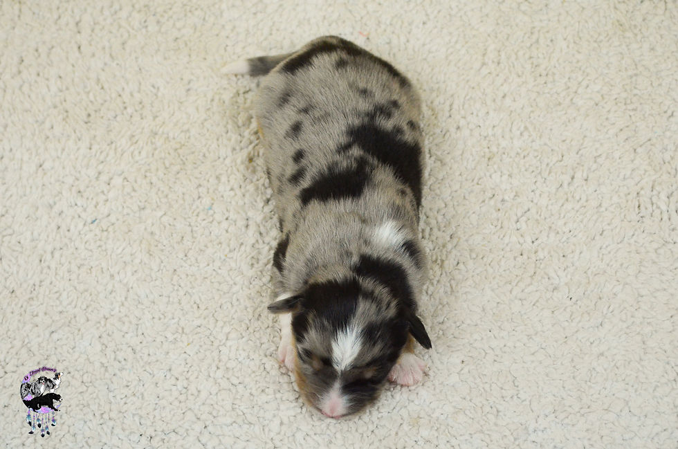 Chiots Twin & Watson-44