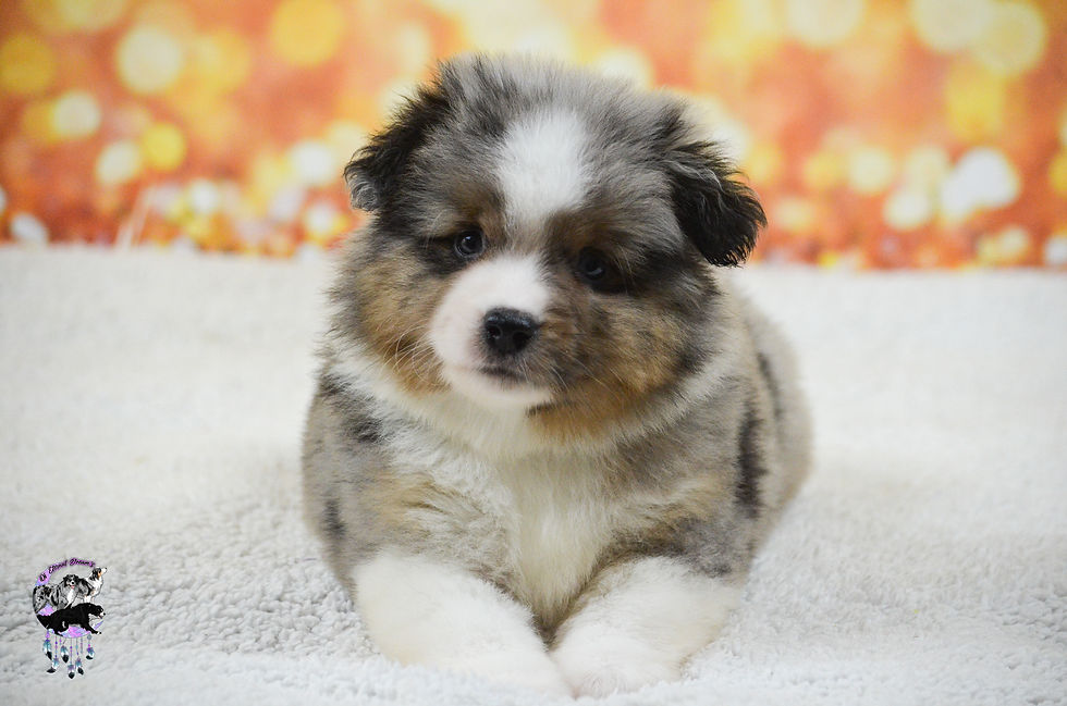 Chiots Winnie & Willow-16