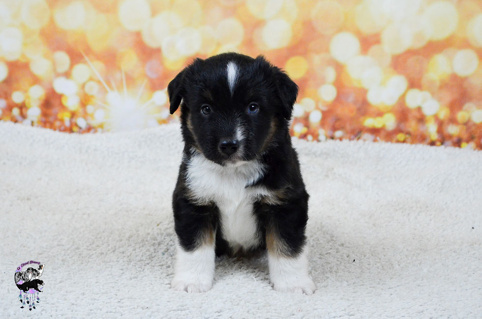 Chiots Twin & Watson-12