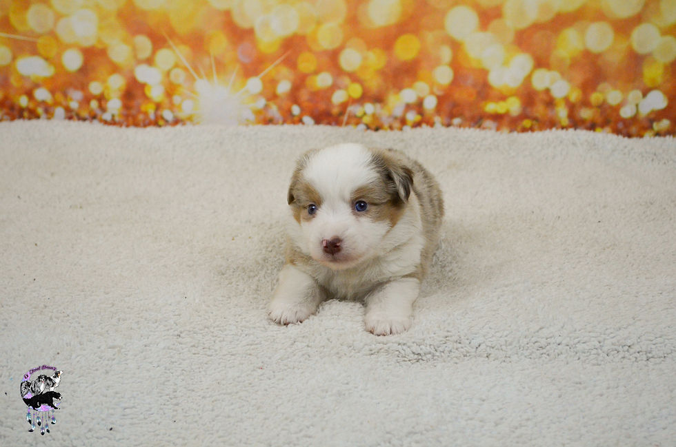 Chiots Kate & Willow-29