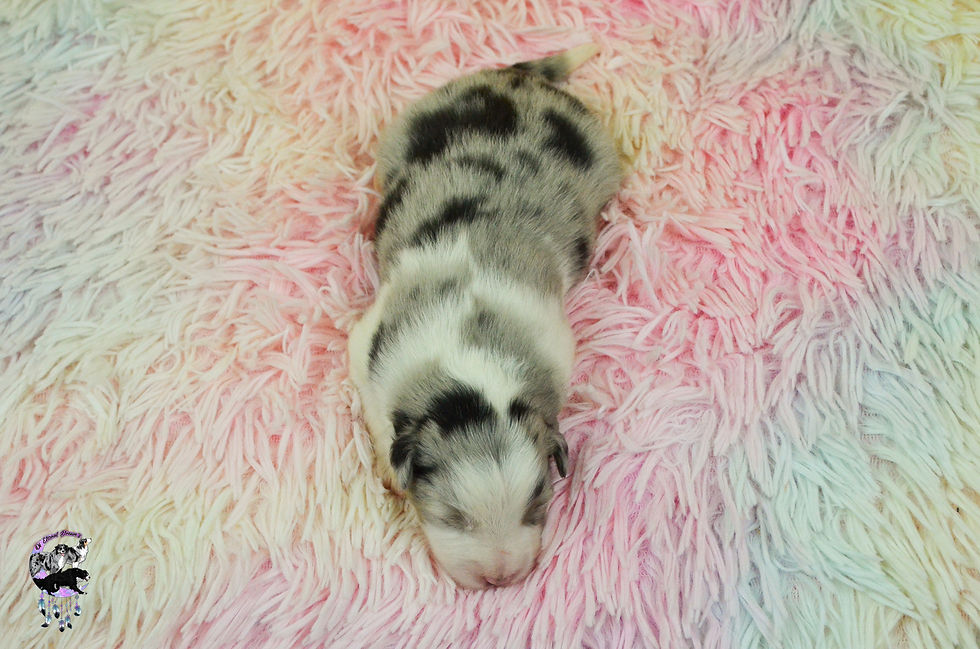 Chiots Kate & Willow-49