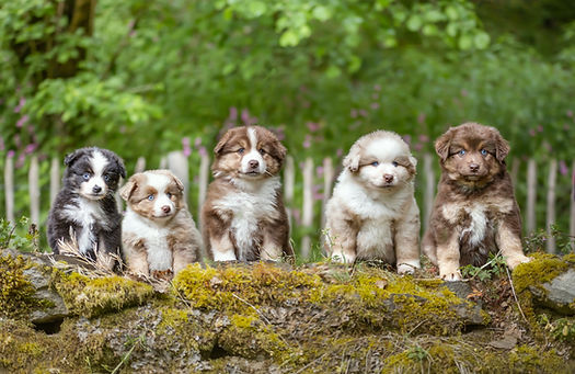 Chiots Bergers Américains Miniatures (1).jpg