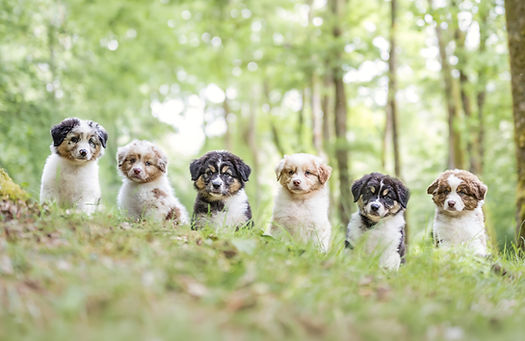 Chiots Bergers Australiens (15).jpg