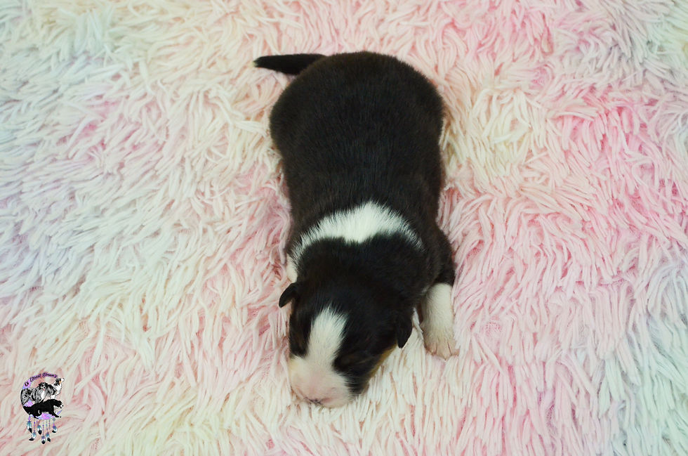 Chiots Kate & Willow-22