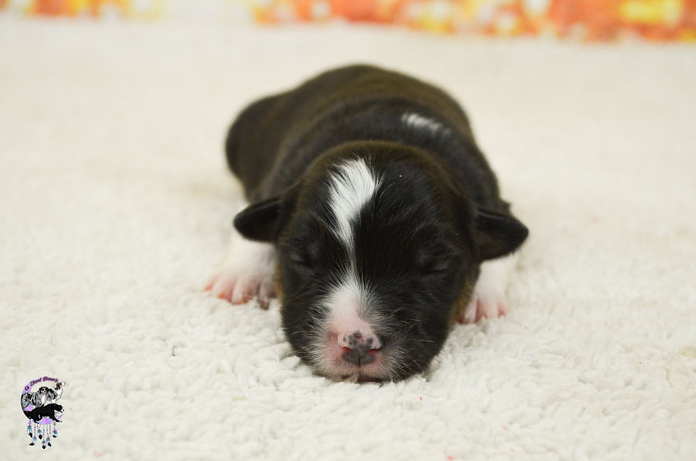 Chiots Twin & Watson-19