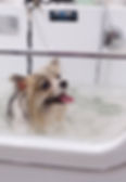 image00242.jpeg