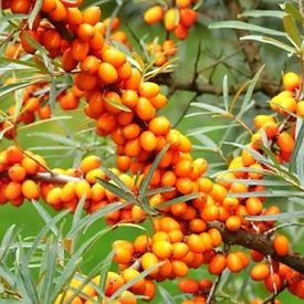 Hippophae rhamnoides 'Friesdorfer Orange'
