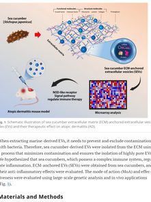 [Biomaterials Research]_Exploring the Therapeutic Potential of Extracellular Vesicles Anchored to the Sea Cucumber Extracellular Matrix for Treating Atopic Dermatitis 논문 피규어 제작 업체 논문 표지 논문 일러스트 제작