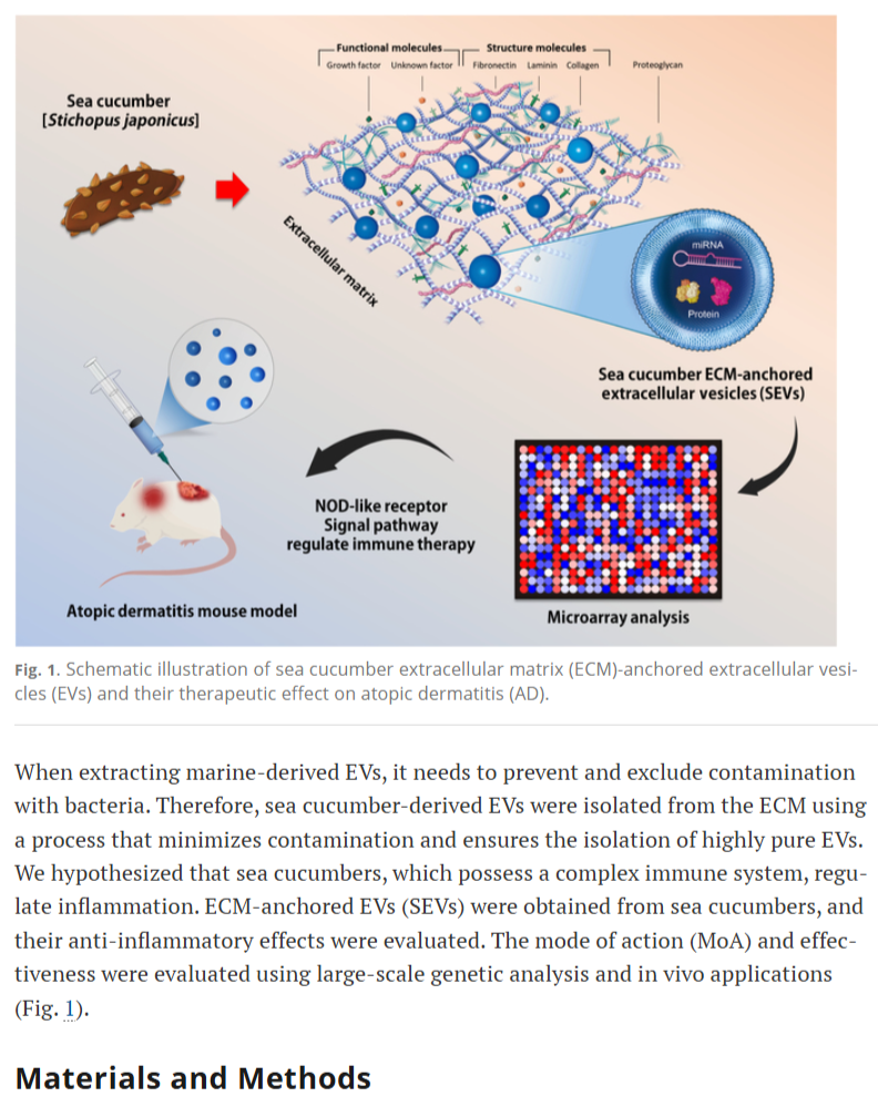 [Biomaterials Research]_Exploring the Therapeutic Potential of Extracellular Vesicles Anchored to the Sea Cucumber Extracellular Matrix for Treating Atopic Dermatitis 논문 피규어 제작 업체 논문 표지 논문 일러스트 제작