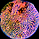 chris organoids.png