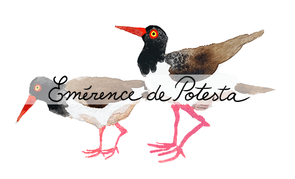 web_elements_birds,beach,2(watermark).gif
