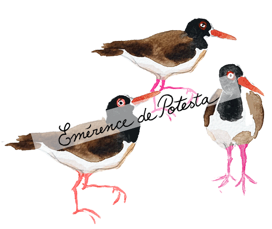 web_elements_birds,beach(watermark).gif