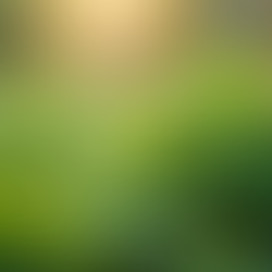 Understanding Organic Medicinal Herbs for Wellness