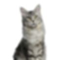 Cat_edited.jpg