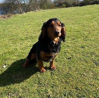 Zoro - Cocker Spaniel