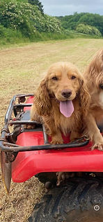 Ladd - Cocker Spaniel