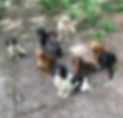 Group of working dogs.