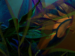 fullsizeoutput_325f.jpeg