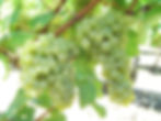 Grappes de Chardonnay
