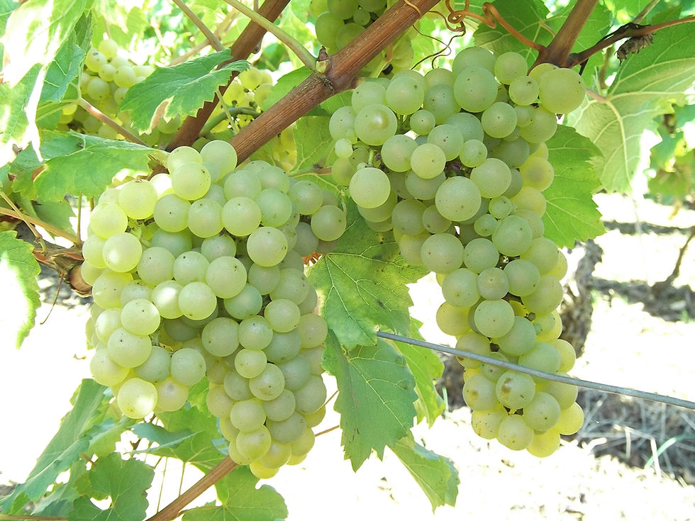 Grappes de Chardonnay